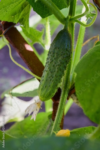 blooming of greenhouse cucumbers