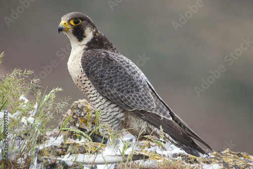 Peregrine falcon on the rock. Bird of prey, female portrait, Falco peregrinus