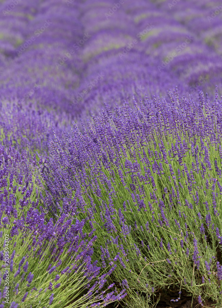 flourishing fields of lavender.