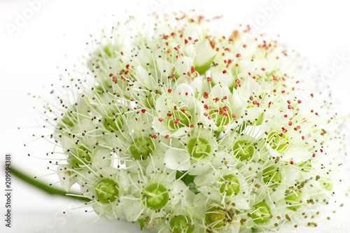 inflorescence of small flowers on white background, close-up