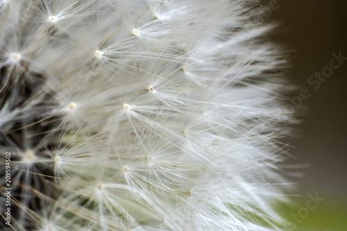 dandelion flower  white fluffy  close-up