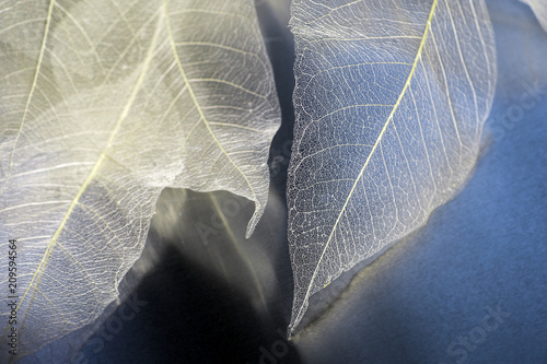 natural blue background, with delicate beautiful transparent openwork skeletons of leaves