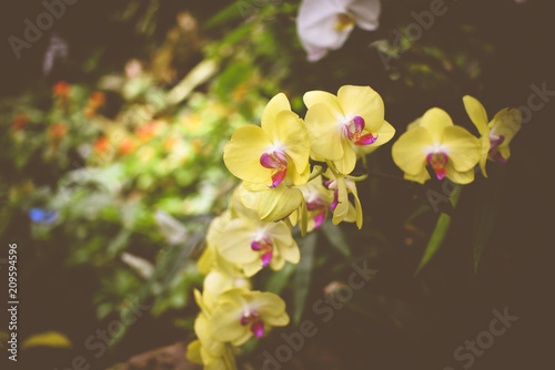 Yellow Orchid Cymbidium closeup. Orchids in garden.