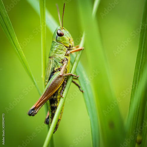 Locust Sitting On Gras