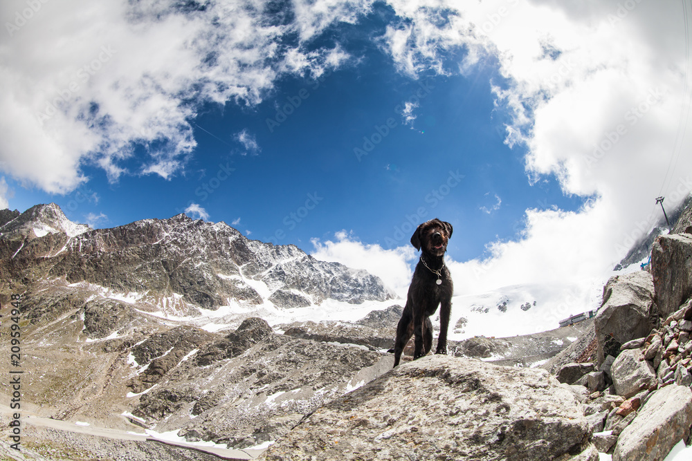 Black dog Amy posing in austria Alps.