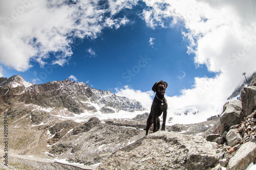 Black dog Amy posing in austria Alps.