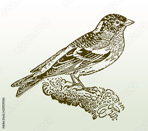 Brambling (fringilla montifringilla) sitting on a branch. Illustration after a woodcut engraving from the early 19th century. Easy edible in layers