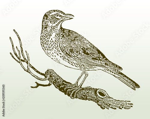 Twittering redwing, turdus iliacus sitting on a branch. Illustration after a woodcut engraving from the early 19th century. Editable in layers