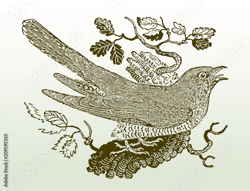 Calling common cuckoo, cuculus canorus sitting on a branch. Illustration after a woodcut engraving from the early 19th century. Editable in layers