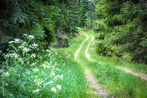 A curvy old forest road. Sw...