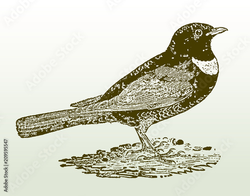 Ring ouzel (turdus torquatus) sitting on the ground. Illustration after a woodcut engraving from the early 19th century. Easy editable in layers
