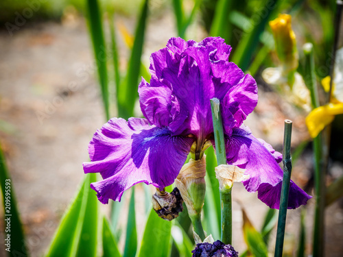 Fototapeta Naklejka Na Ścianę i Meble -  Iris