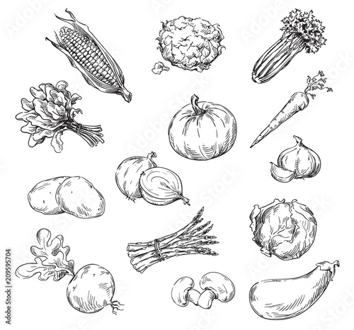 Vector drawing of various vegetables