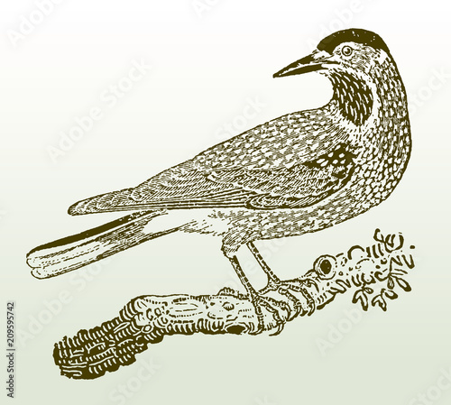 Spotted nutcracker (nucifraga caryocatactes) perching on a branch. Illustration after a woodcut engraving from the early 19th century. Easy editable in layers