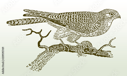 Female common kestrel (falco tinnunculus) sitting on a branch holding a prey in its claw. Illustration after a woodcut engraving from the early 19th century. Easy editable in layers