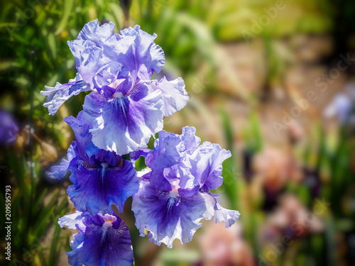 Fototapeta Naklejka Na Ścianę i Meble -  Iris