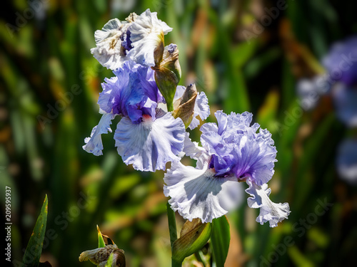 Fototapeta Naklejka Na Ścianę i Meble -  Iris