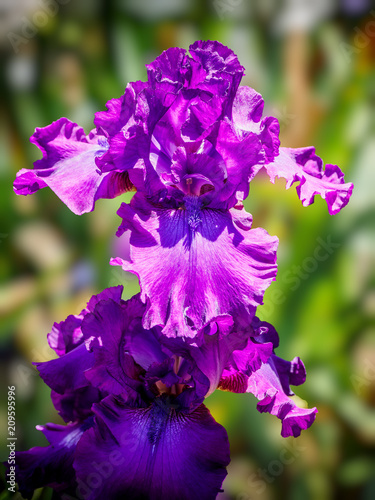 Fototapeta Naklejka Na Ścianę i Meble -  Iris