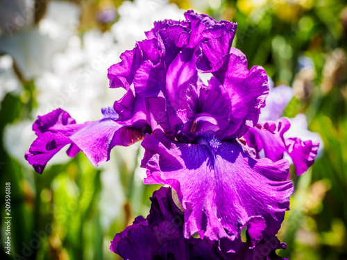 Fototapeta Naklejka Na Ścianę i Meble -  Iris