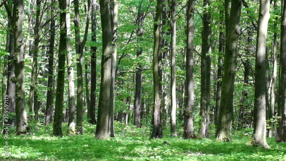 Spring forest. The sun's rays shimmer in the trees Spring forest. The sun's rays shimmer in the trees