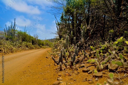 Foto Curacao Desert