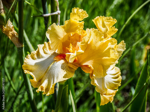 Fototapeta Naklejka Na Ścianę i Meble -  Iris