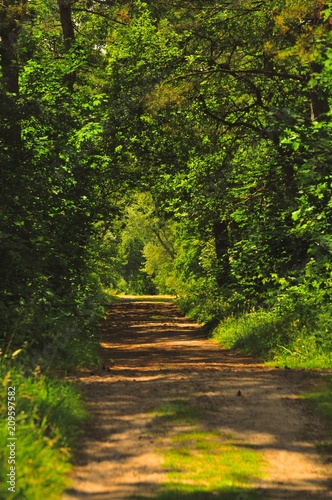 Path in the Woods