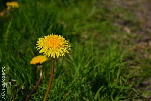 Fototapeta Naklejka Na Ścianę i Meble -  A yellow dandelion in a green field