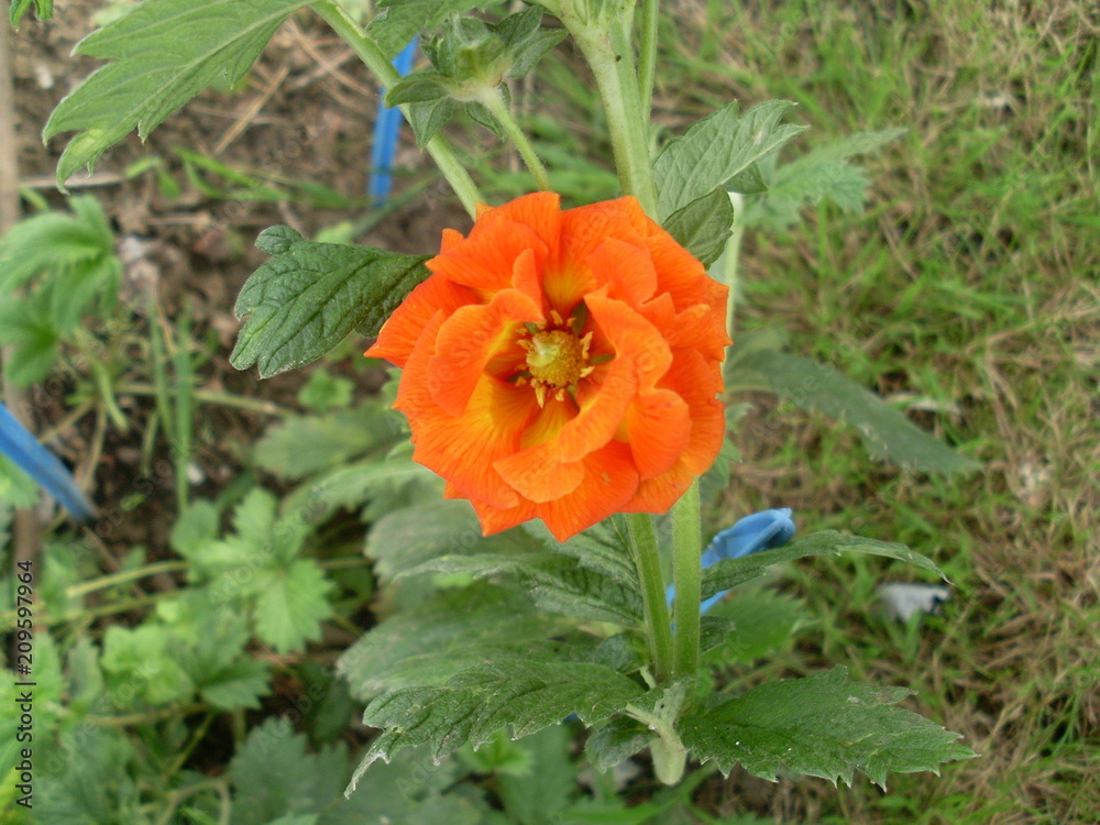 Fleur orange vif 