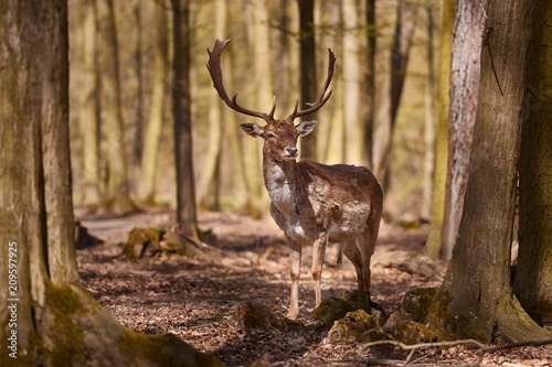 Deer in the woods © Gudellaphoto
