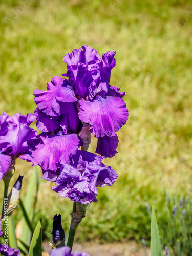 Fototapeta Naklejka Na Ścianę i Meble -  Iris