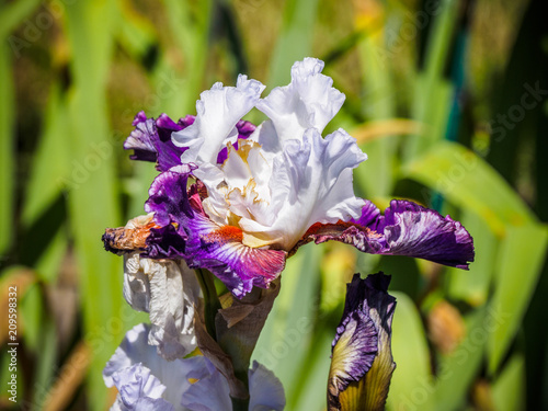 Fototapeta Naklejka Na Ścianę i Meble -  Iris