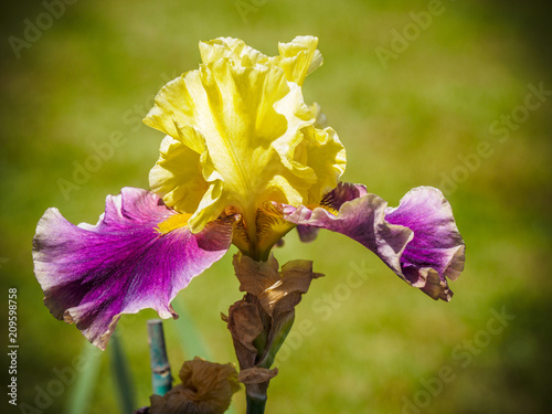Fototapeta Naklejka Na Ścianę i Meble -  Iris