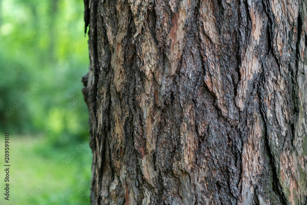 Bark of tree texture with green forest on background, space for text Bark of tree texture with green forest on background, space for text