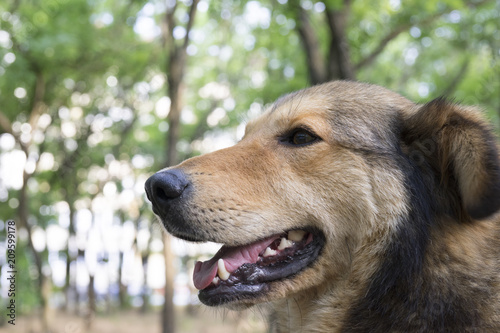 portrait of a smiling dog in the nature