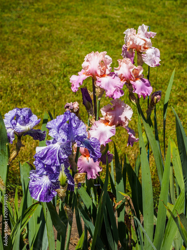 Fototapeta Naklejka Na Ścianę i Meble -  Iris