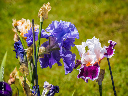 Fototapeta Naklejka Na Ścianę i Meble -  Iris