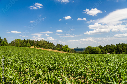 widok na górę Cisową, pole kukurydzy z pastwiskiem i górami w tle