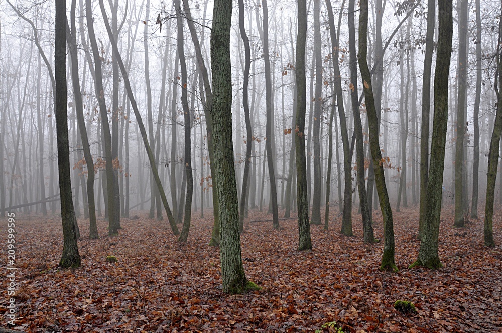 Obraz premium forest in fog