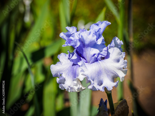 Fototapeta Naklejka Na Ścianę i Meble -  Iris
