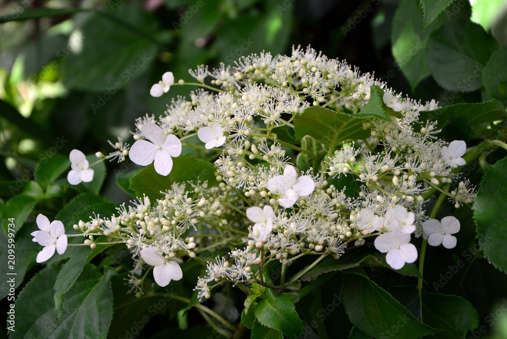 Flowers climbing hydrangea in the garden close-up. Flowers climbing hydrangea in the garden close-up.
