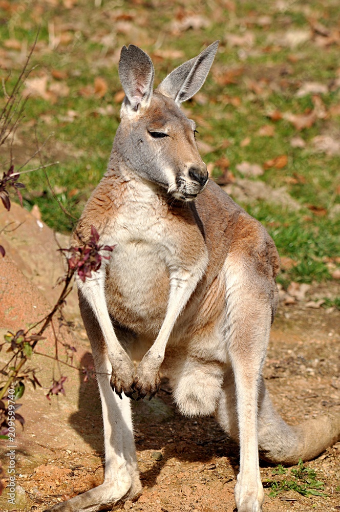 tropical animal kangaroos