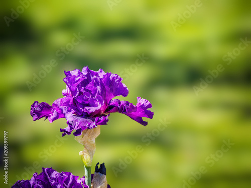 Fototapeta Naklejka Na Ścianę i Meble -  Iris