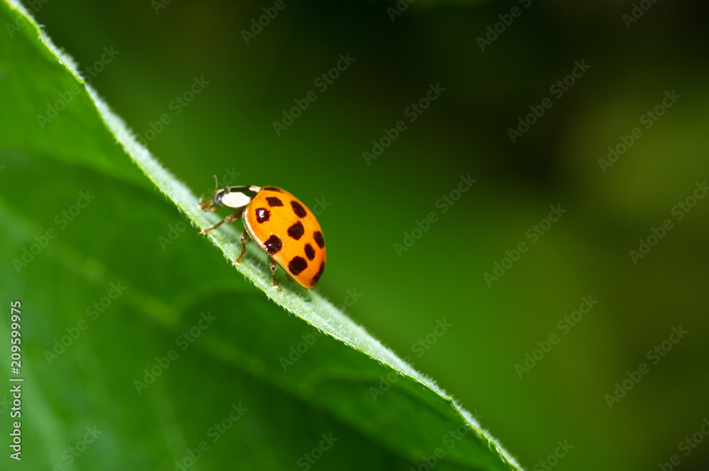 Ladybird close-up climbing up a green leaf. Green blurred background. Beautiful conceptual background. Beautiful artistic image.