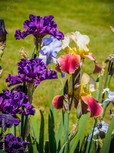 Fototapeta Naklejka Na Ścianę i Meble -  Iris