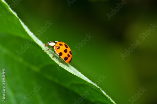 Ladybird close-up climbing up a green leaf. Green blurred background. Beautiful conceptual background. Beautiful artistic image.