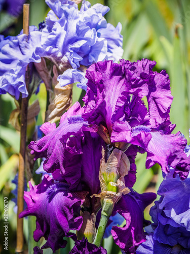 Fototapeta Naklejka Na Ścianę i Meble -  Iris