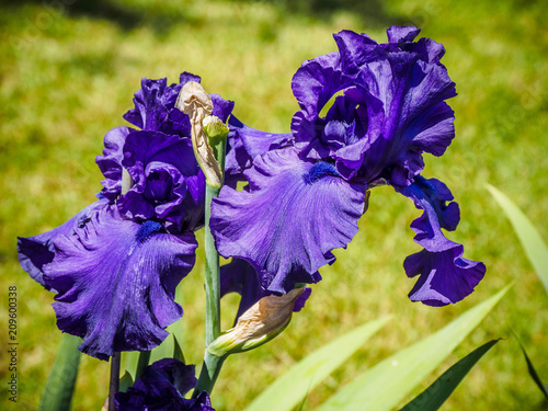 Fototapeta Naklejka Na Ścianę i Meble -  Iris