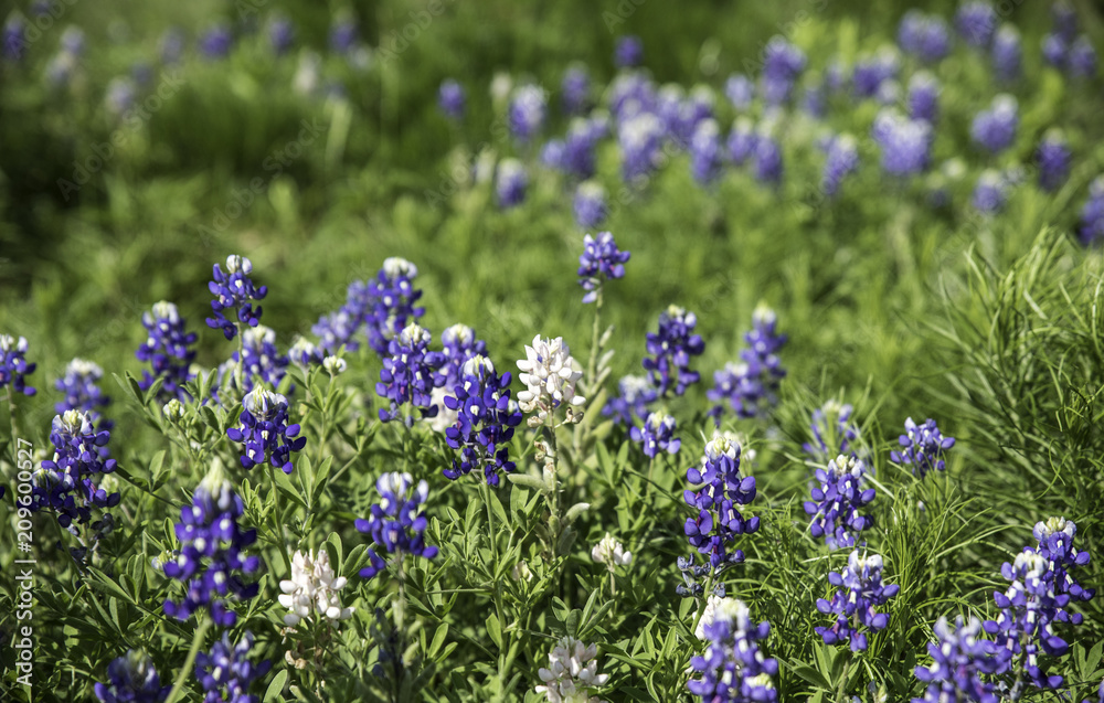 Closeup of white Texas Bluebonnet surrounded by blue Closeup of white Texas Bluebonnet surrounded by blue