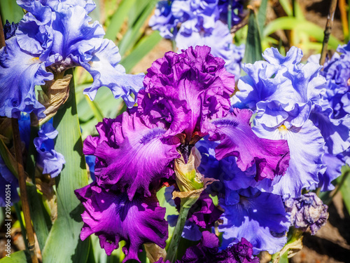 Fototapeta Naklejka Na Ścianę i Meble -  Iris